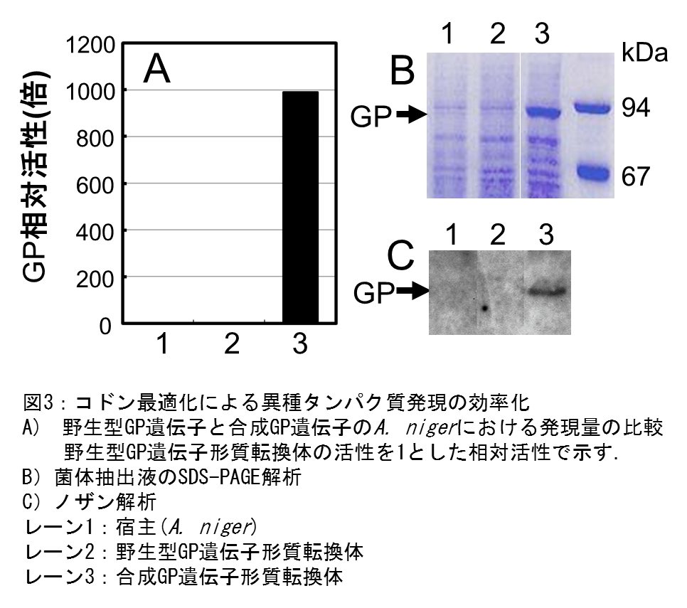 図3：コドン最適化による異種タンパク質発現の効率化