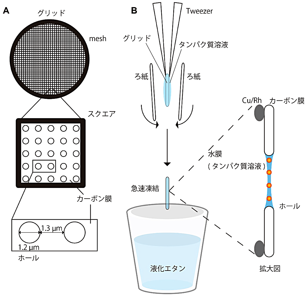 図2：クライオ電子顕微鏡観察用のグリッド作製。A）QUANTIFOIL grid（R1.2/1.3, Cu/Rh, 300 mesh）の模式図。金属のmeshのスクエアに規則的にホールが空いているカーボン膜が貼られている。B）急速凍結によるクライオグリッド作製の模式図。グリッドの表側にタンパク質試料をスポットし、両側からろ紙で吸い取り、薄い水膜を調製する。すぐに液化エタン中に素早く差し込み急速凍結をする。ホールにできた水膜の中央部分は界面張力で薄くなる傾向にある。
