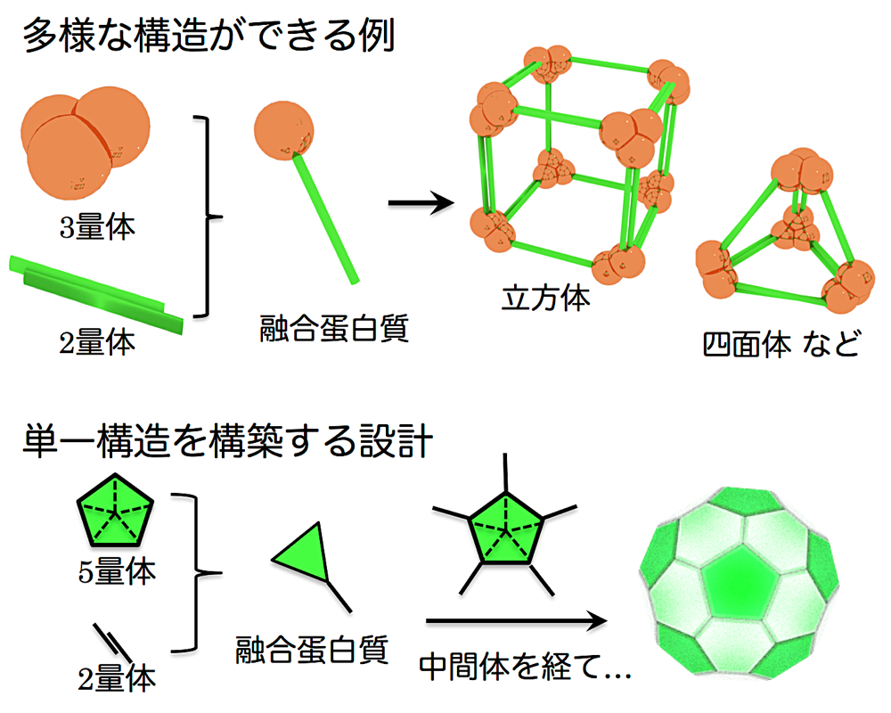 図1：融合蛋白質を用いた超分子設計概念図。上段：3量体と2量体による構造形成例、下段：5量体と2量体による本研究での設計。