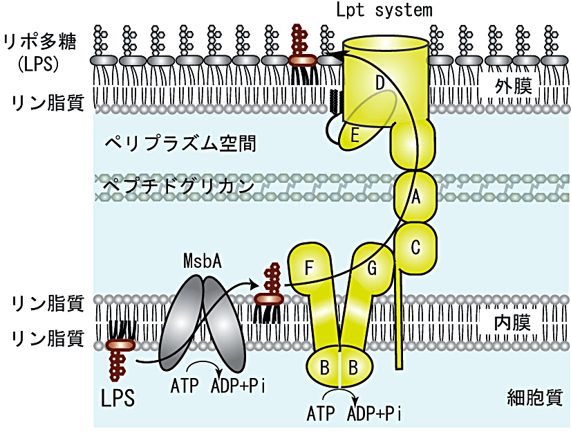 図1: グラム陰性細菌におけるLPS輸送機構
