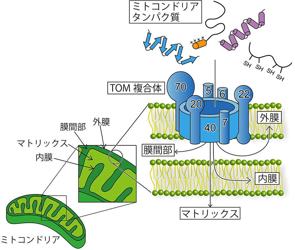 図1: ミトコンドリアとTOM複合体による蛋白質輸送の概念図