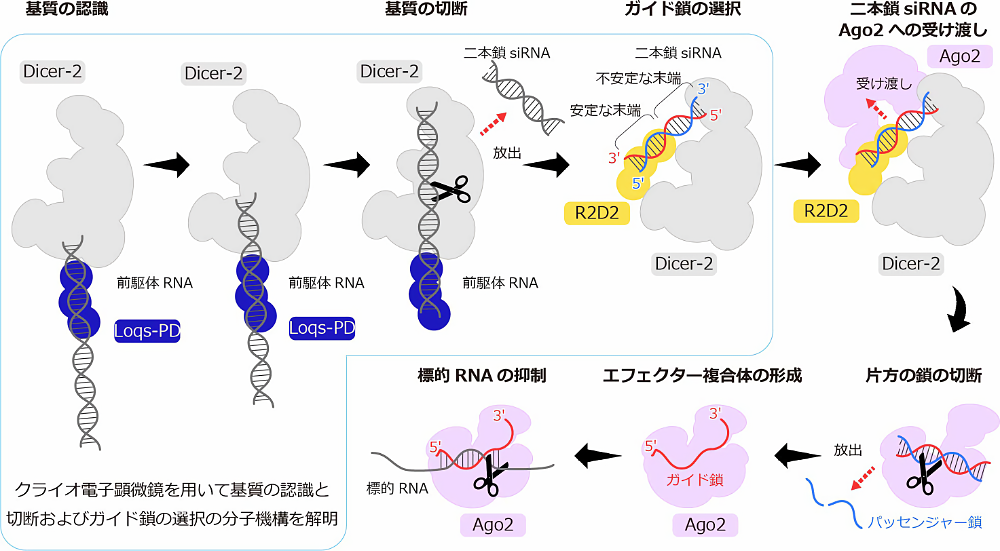 図1: Dicer-2とパートナータンパク質の役割