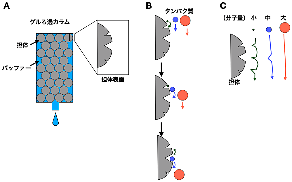 図1：ゲルろ過解析の原理。（A）ゲルろ過カラムの模式図。灰色は担体。青色はバッファーを示している。カラム体積とは、担体の体積とバッファーの体積を合わせた体積のことを指す。なお、排除体積は、バッファーの体積に相当する。担体表面は多数の小さな穴が空いた多孔質の素材からできている。（B）ゲルろ過における分子ふるいの原理に関する模式図。タンパク質がカラムを通る際、担体上に自身が入れる大きさの孔が存在すると入り込こむ。そのため、タンパク質が小さいほど孔の中での滞在時間が長くなることから、溶出体積は大きくなる。（C）Bにおいてそれぞれのタンパク質が通る経路を示した図。分子の小さいタンパク質ほど流路が長くなる。
