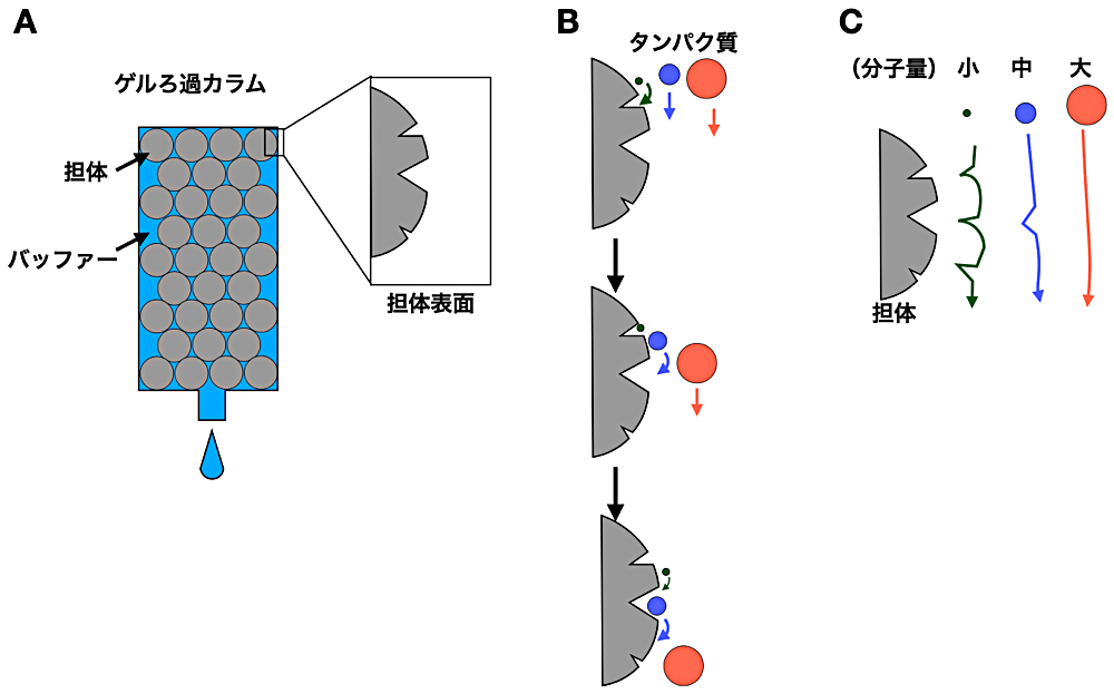 カラム クロマト グラフィー 原理