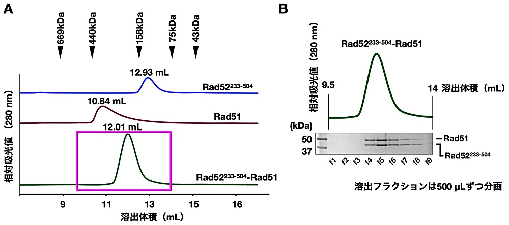 図3：Rad52233-504、Rad51および複合体のゲルろ過解析。（A）Rad52233-504、Rad51およびRad52233-504-Rad51複合体のクロマトグラム。分子量の目盛りは、分子量マーカーの溶出体積を示す。（B）（A）で四角で囲われた範囲のフラクションの電気泳動図。混合液の溶出ピークにはRad52233-504とRad51が含まれていることがわかった。Kagawa et al., Nucleic Acids Research (2013)（引用3）より引用、一部改変。