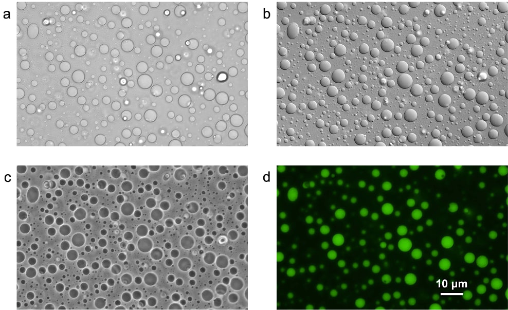 相分離液滴を各手法により観察した顕微鏡像100倍油浸レンズを使用。（a）明視野観察法。（b）微分干渉観察法。（c）位相差観察法。（d）GFP による蛍光観察法。