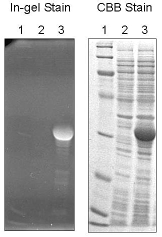 SDS-PAGE 試料のゲル内蛍光染色試薬で処理（左）とその後の CBB 染色（右）の結果。レーン1：分子量マーカー、レーン2：発現誘導前菌体全蛋白質、レーン3：発現誘導後菌体全蛋白質。