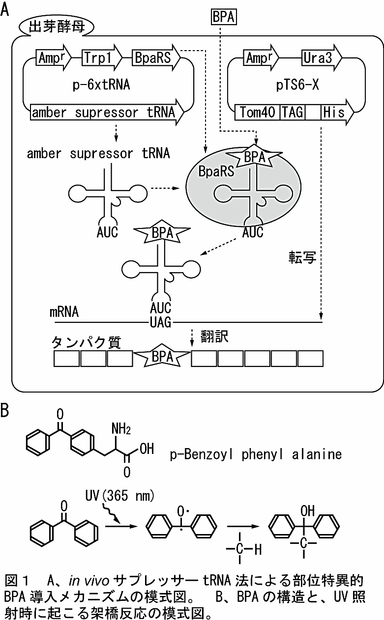 図1：A、in vivo サプレッサー tRNA 法による部位特異的 BPA 導入メカニズムの模式図。B、BPA の構造と、UV 照射時に起こる架橋反応の模式図。