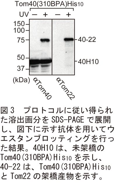 図3：プロトコルに従い得られた溶出画分を SDS-PAGE で展開し、図下に示す抗体を用いてウエスタンブロッティングを行った結果。40H10 は、未架橋の Tom40(310BPA)His<sub>10</sub> を示し、40-22 は、Tom40(310BPA)His<sub>10</sub> と Tom22 の架橋産物を示す。