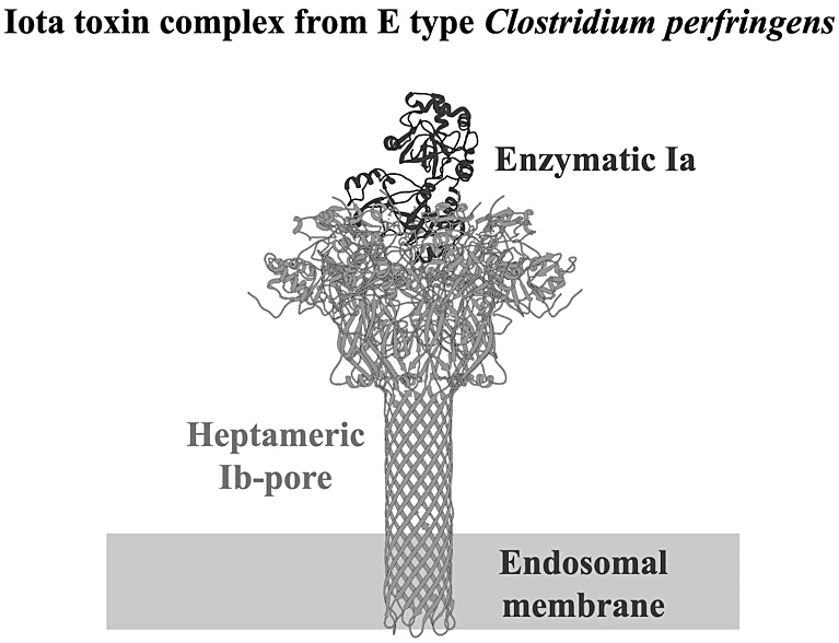 Ia–Ib 膜孔複合体の構造Ia–Ib 膜孔複合体のモデル（PDB ID：6klw）。Ib 膜孔は Ib-pore として表記している。