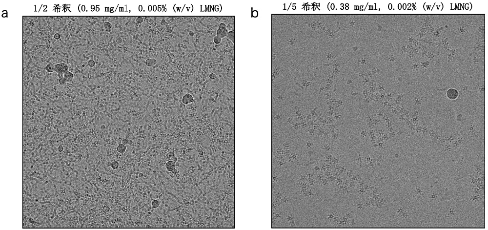 LMNG由来の像による画像への影響Talos Arctica（200 kV）で撮影した電子顕微鏡画像。a，b の試料は0.01％ (w/v) LMNG を含む同じ Ib 膜孔サンプル（1.9 mg/ml）を、LMNG を含まない buffer で異なる希釈度に薄めたもの。（a）1/2希釈した試料。紐状の LMNG ミセルと思われる像が大量に見える。（b）1/5希釈した試料。紐状の像があまり見えなくなる。