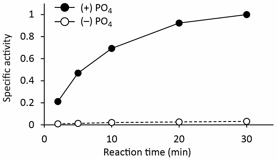 図1：時間に依存する総輸送量の変化。内液にPO4を含む条件（黒）、含まない条件（白）のそれぞれにおける[32P]PO4の取り込み量を測定した。縦軸は比活性を表す（平均値±標準誤差）。