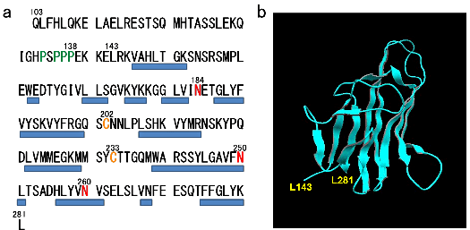 図2: 野生型ヒト Fas リガンド細胞外ドメイン（hFasLECD）の一次構造と二次構造。a) 一次構造。各アミノ酸残基を1文字表記し、X線結晶解析[10]で明らかにされたβシート構造の位置をアミノ酸配列下部の青色バーで示した。また、本文中で触れた代表的なアミノ酸残基に残基番号を記した。b) 二次構造（リボン表記）。この立体構造モデルにおけるN末端残基（L143）ならびにC末端残基（L281）の位置を示した。©Michiro Muraki（（クリエイティブ・コモンズ・ライセンス（表示4.0国際））[1]を改変して作成。