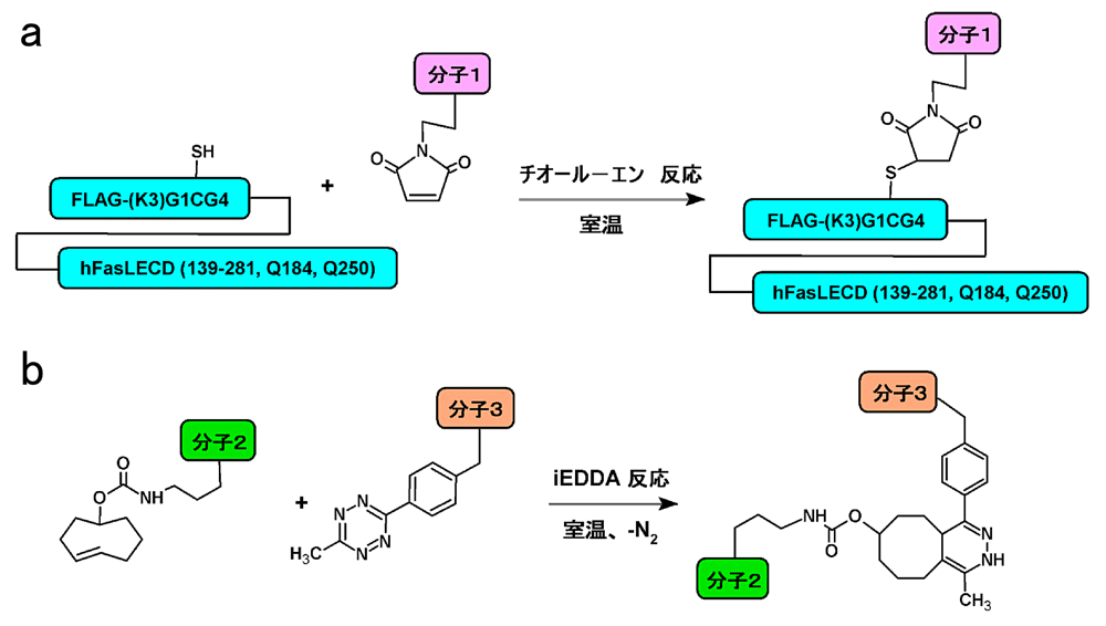 図6: hFasLECD部位特異的化学修飾体の調製に使用した反応。a) hFasLECD（139-281, Q184, Q250）誘導体に接続されたN末端タグ配列中のCys残基とマレイミド基を含む分子1との間のチオール-エン付加反応、b) TCO基を含む分子2とMTZ基を含む分子3との間のiEDDA付加反応。分子2または分子3のいずれかにhFasLECD誘導体が含まれる。©Michiro Muraki（（クリエイティブ・コモンズ・ライセンス（表示4.0国際））[61]を改変して作成。