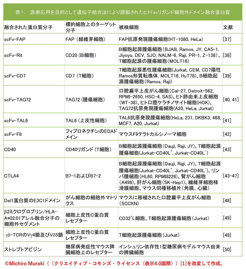 表1: 医療応用を目的として遺伝子結合法により調製されたヒトFasリガンド細胞外ドメイン融合蛋白質。©Michiro Muraki（（クリエイティブ・コモンズ・ライセンス（表示4.0国際））[1]を改変して作成。