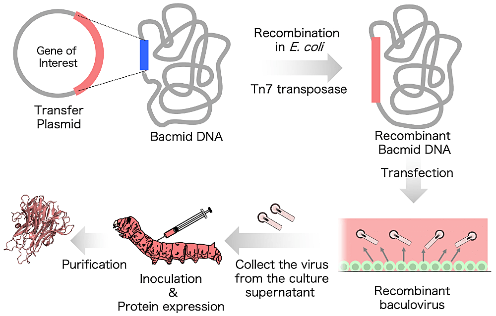 図1：カイコ‒バキュロウイルス発現系