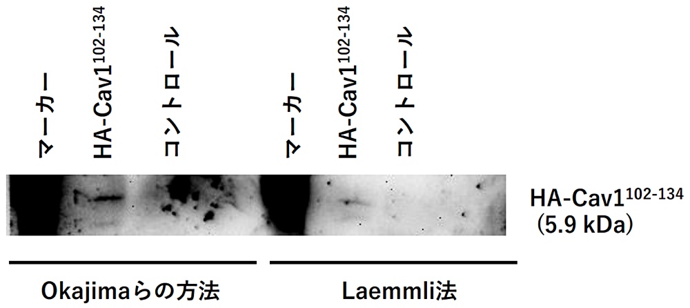 図3：低分子量タンパク質検出の一例。Okajimaらの方法でSDS-PAGEを行った後、ウェスタンブロット法を行ったところ、Laemmli法と比較して、HA-Cav1102-134（5.9 kDa）のシグナルが強く検出され、低分子量タンパク質の検出感度が改善された。なお、Okajimaらの方法とLaemmli法でSDS-PAGEを行った後、転写の条件を揃えるために、それぞれのゲルのタンパク質をアプライしてないレーンを切って除き、両方法でSDS-PAGEを行ったタンパク質を同一のPVDFメンブレンに転写しており、露光時間は同じである。