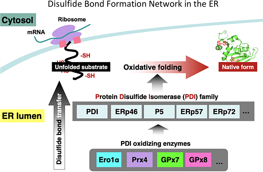 Disulfide Bond Formation Network in the ER