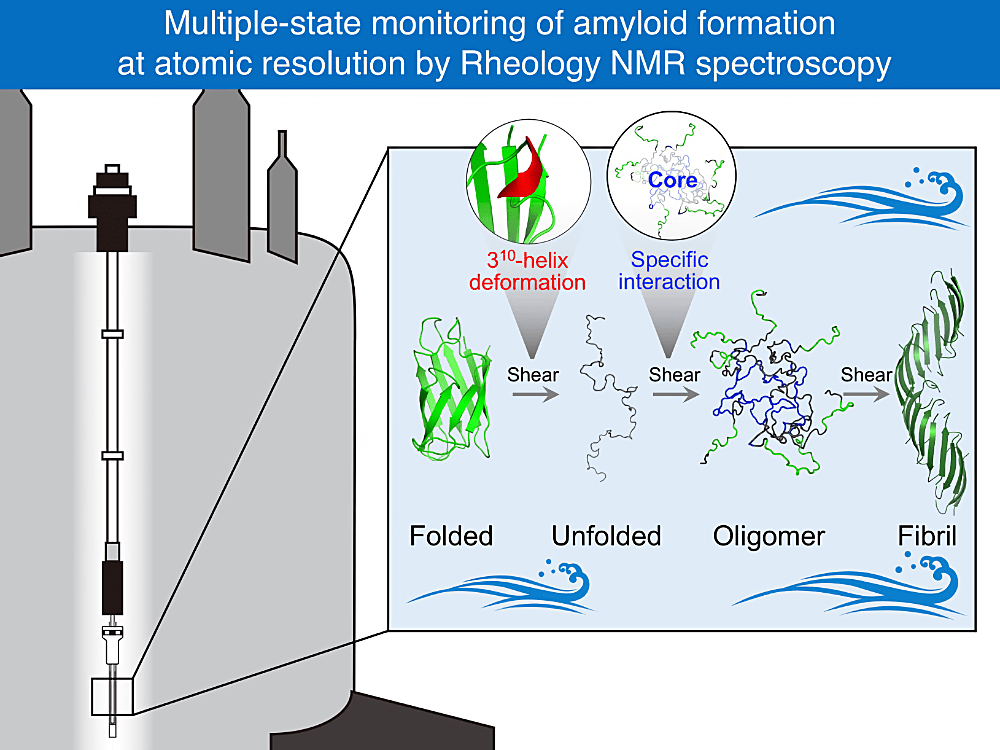 Multiple-state monitoring of amyloid formation at atomic resolution by Rheology NMR spectroscopy