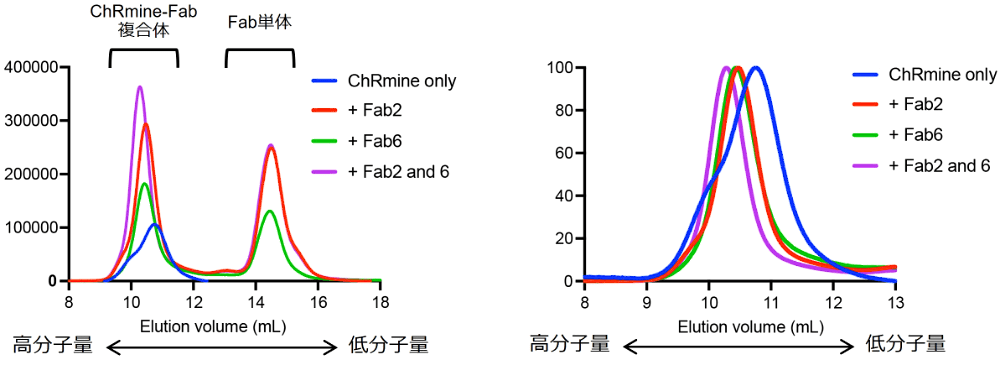 FSEC による Fab 結合アッセイ。右図は左図の ChRmine–Fab 複合体領域を normalize したもの。Fab B と Fab E を同時に加えるとより高分子量側にシフトすることから、Fab B と Fab E は ChRmine の異なる部位に結合することが分かる。