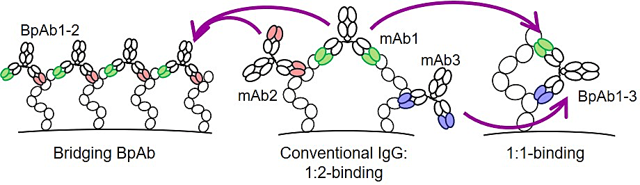 図1：バイパラトピック抗体（BpAb）と抗原との複合体。