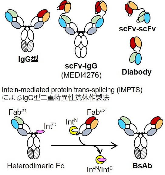 図2：バイパラトピック抗体に用いうる二重特異性フォーマットとIMPTSによる作製法。