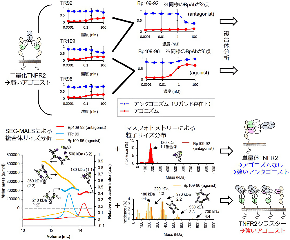 図4：抗TNFR2バイパラトピック抗体の生物活性と複合体構造の関係。