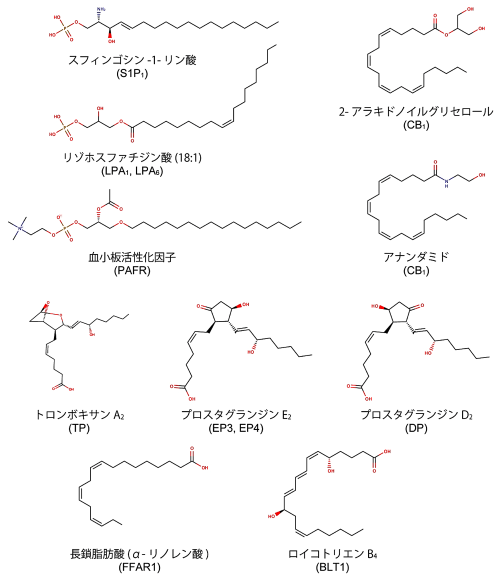 図1：主要な脂質メディエーターの化学構造。構造情報が報告されている脂質受容GPCRについて、これらを活性化する生理的リガンドの内、代表的なものを示した。括弧内は各リガンドを受容する脂質受容GPCR名。