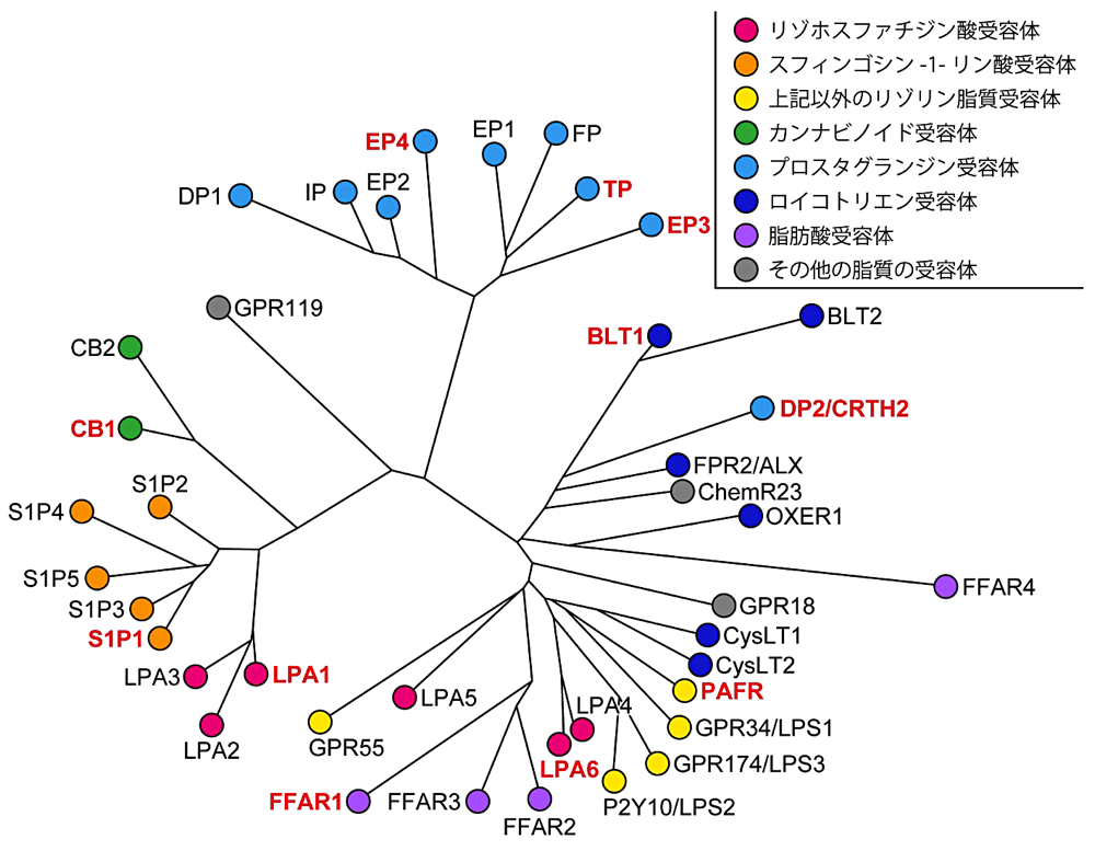 図2：脂質受容GPCRの系統樹。受容体のアミノ酸配列全長でのアラインメン卜に基づき作成。構造が現在までに報告されているものを赤字でハイライ卜した（2018年末時点）。分類は文献［2]、[3］に則した。オーファン受容体とステロイド構造を持つ脂質分子の受容体は除外した。