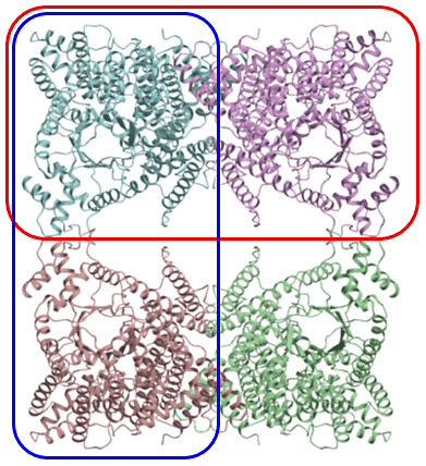 図10：分子内にD2対称（中心に222対称）がある4量体タンパク質の例。