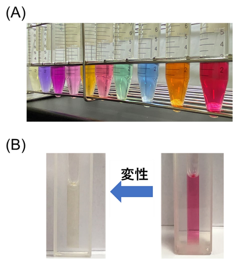レチナール蛋白質（A）レチナール蛋白質の精製試料の写真。分子種によって様々な色を呈する。（B）レチナール蛋白質の変性過程における色の変化。変性や光反応の結果としてレチナールが蛋白質から遊離すると着色（図の場合は赤色）が失われ、黄色（レチナール自身の色）へと変化する。ここでの色味の違いは、蛋白質内部でのレチナールと遊離のレチナールで分子吸光係数が数倍程度異なることに由来する。