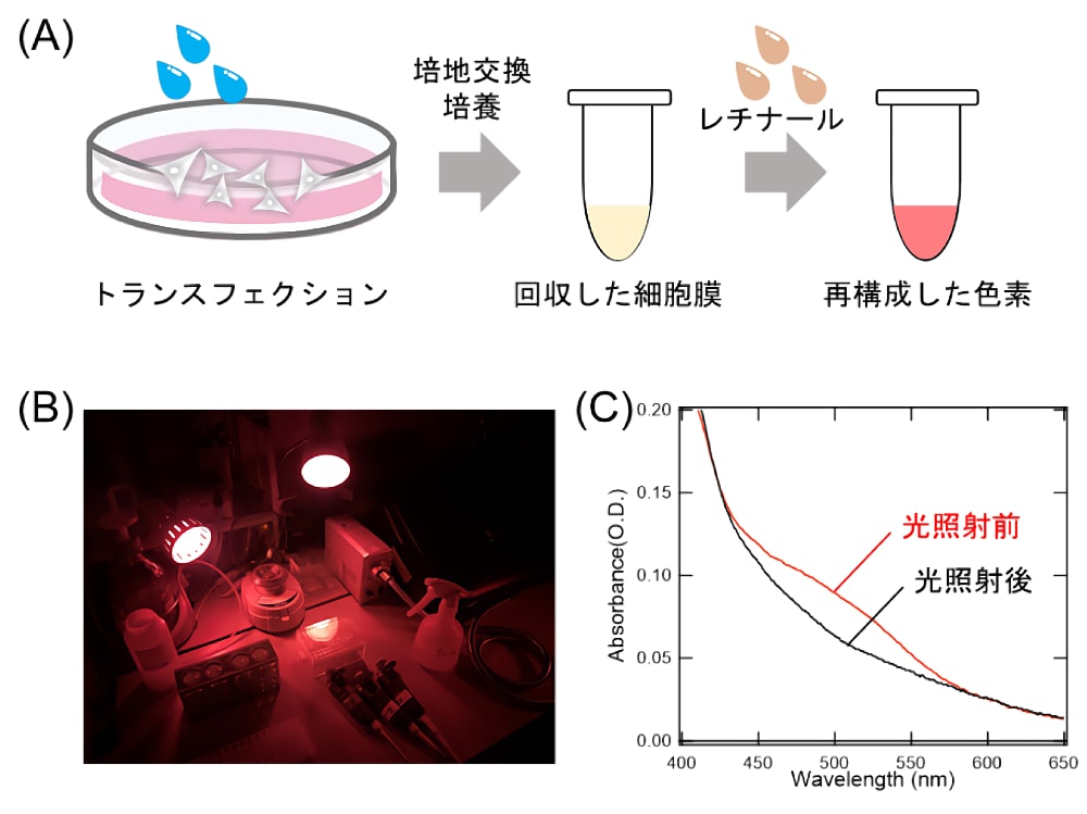 HEK293 細胞を用いた動物型ロドプシンの発現と可溶化徴（A）HEK293 細胞を用いた動物型ロドプシンの発現。（B）暗室実験の写真。赤色光下で実験を行うことでロドプシンの光退色とレチナールの光異性化を防ぐことができる。（C）ウシロドプシンを発現させた HEK293 細胞の可溶化試料の吸収スペクトル。暗室で調整した可溶化試料（光照射前）に黄色光（＞480 nm）を照射すると、ウシロドプシンが光退色する。それにより、光照射後の吸収スペクトルでは、500 nm 付近の吸光度が減少していることが確認できる。