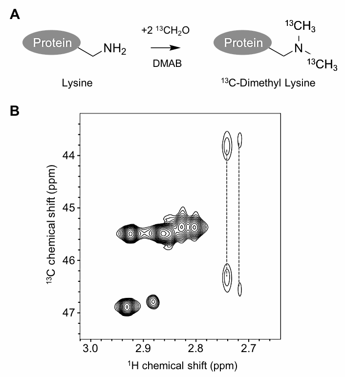 図1：（A）リジン側鎖の還元的メチル化による13CH3修飾反応(DMAB: Dimethylamine borane）。（B）リジン側鎖およびN末端が13C-ジメチル化されたタンパク質FKBP12（分子量: およそ12,000; リジン: 8残基およびN末端）の2D 1H-13C HSQC NMRスペクトル（400 MHz, 303 K）。