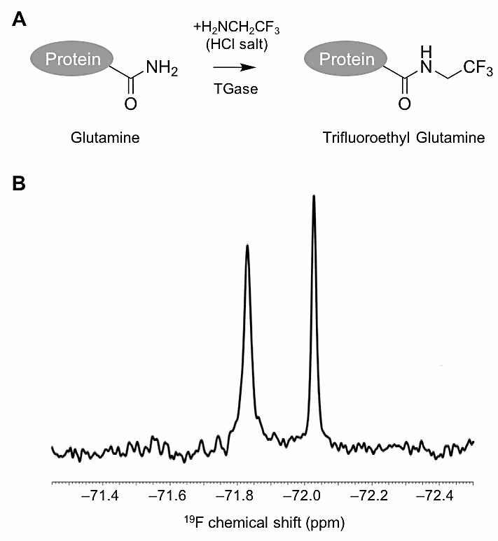 図2：（A）グルタミン側鎖のトランスグルタミナーゼ（TGase）を用いたCF3修飾反応。（B）一部のグルタミン側鎖がCF3修飾されたタンパク質FKBP12（分子量: およそ12,000; グルタミン: 5残基）の1D 19F NMRスペクトル（400 MHz, 303 K）。