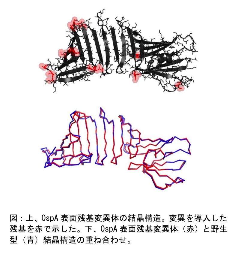 一般社団法人 日本蛋白質科学会表面残基エントロピー減少法による結晶化を目指した蛋白質への変異導入　―βシートモデル蛋白質の結晶化を例として