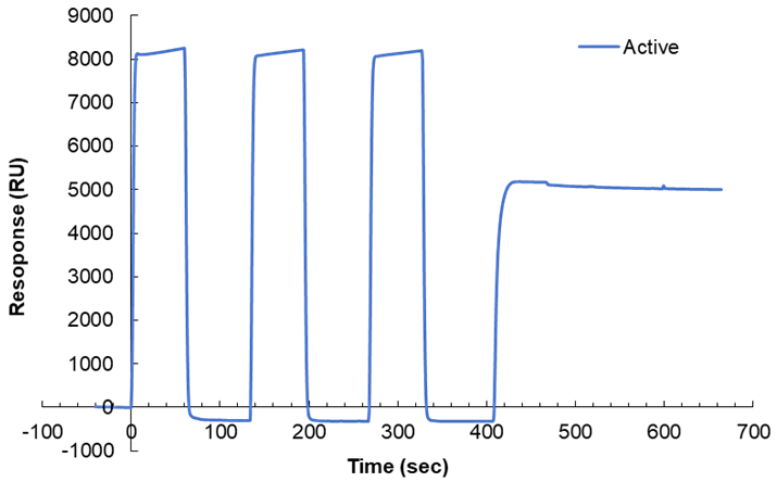 図1：Sensor Chip SAへの固定化プロファイル。Activeセルのセンサグラムは、3回のウォッシュ後に蛋白質の固定化を行う。