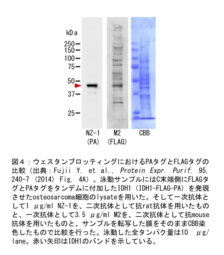 非売品 アフィニティ精製用セファロースビーズ Protein A セファロース 25mL