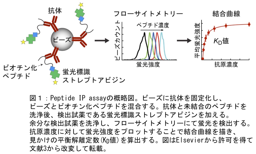 図1：Peptide IP assay の概略図