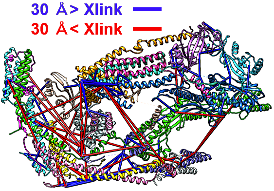 図5: XL-MS 解析から得られた cMED タンパク質の相互作用図。Xlink Analyzer を用いて図示化している。