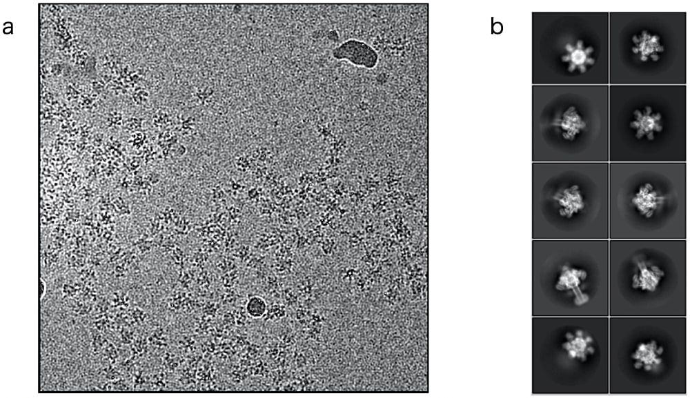 Ia–Ib 膜孔複合体の電子顕微鏡画像（a）Titan Krios（300 kV）で撮影した電子顕微鏡画像。よく単分散した様子を確認できる。（b）電子顕微鏡画像から抽出した粒子の二次元平均像。