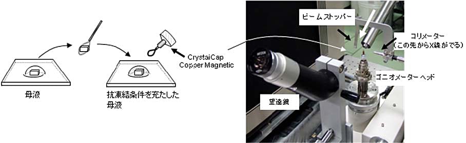 結晶ドロップからクライオループを使って抗凍結条件を充たした母液に結晶を移す。さらにゴニオメータヘッドにのせ望遠鏡をのぞきながらセンタリングする。白矢印は窒素気流の方向を表す。