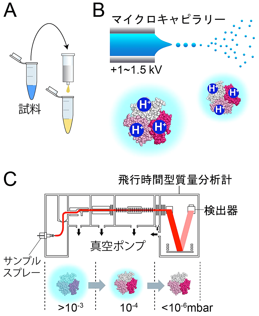 図2：Native MS の概要と装置構成。（A）バッファー交換：スピンカラムで酢酸アンモニウムバッファーに置換する。（B）エレクトロスプレーイオン化：電場により装置側へ引きつけられた液面から液滴が切り離される。液滴は細分化しつつ装置内部へと飛行し、このとき蛋白質にプロトンが付加される。（C）脱溶媒和：真空度が制御されており、蛋白質は徐々に脱溶媒和される。