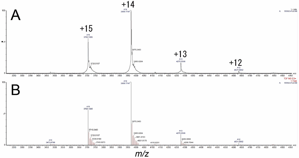図5：3量体TNFのマススペクトル。（A）積算しスムージングをかけたマススペクトル。横軸はm/z、縦軸はシグナル強度。+15、+14、+13、+12価のピークが観測されており、質量は55.562 Daと計算されている。（B）セントロイド。