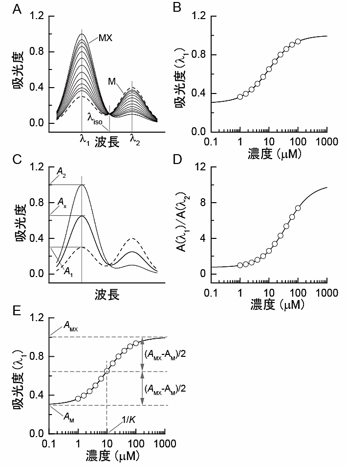 図1：シミュレーションで生成したスペクトルデータによるリガンド結合平衡反応の解析の例。（A）スペクトルのリガンド濃度依存性のシミュレーション。筆者が作成した分子種 M および MX のスペクトルを用いた式 (3.5) の関数に乱数を加えることで，x = 1 - 100 μM のスペクトルを生成した。また，ここでは，K = 1 × 10~5~ M~−1~</sup> としてデータを生成した。λ_iso_ は等吸収点。（B）リガンド濃度に対する波長 λ_1_ における吸光度のプロット。実線は最小自乗フィッティングの結果得られたモデル曲線。フィッティングからは，K = (0.997 ± 0.003) × 10~5~ M~−1~ と算出された。（C）吸光スペクトルのグラフからのモル分率の直接の読み取り。（D）吸光度比の，リガンド濃度に対するプロット。実線は最小自乗フィッティングの結果。式 (3.13) における B_MX_/B_M_ 比は0.25 (< 1) であるため，この滴定曲線はパネル（B）よりも高濃度側にシフトしている。（E）最小自乗フィッティングにおける初期値を選ぶときの方針。変数名は，式 (3.5) に合わせた。