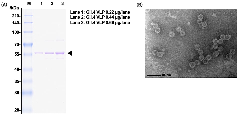 図2：ノロウイルスGII.4 VP1及びVLPの物性評価の例。（A）GII.4 VP1のSDS-PAGEバンドパターン、（B）GII.4 VLPの電子顕微鏡像