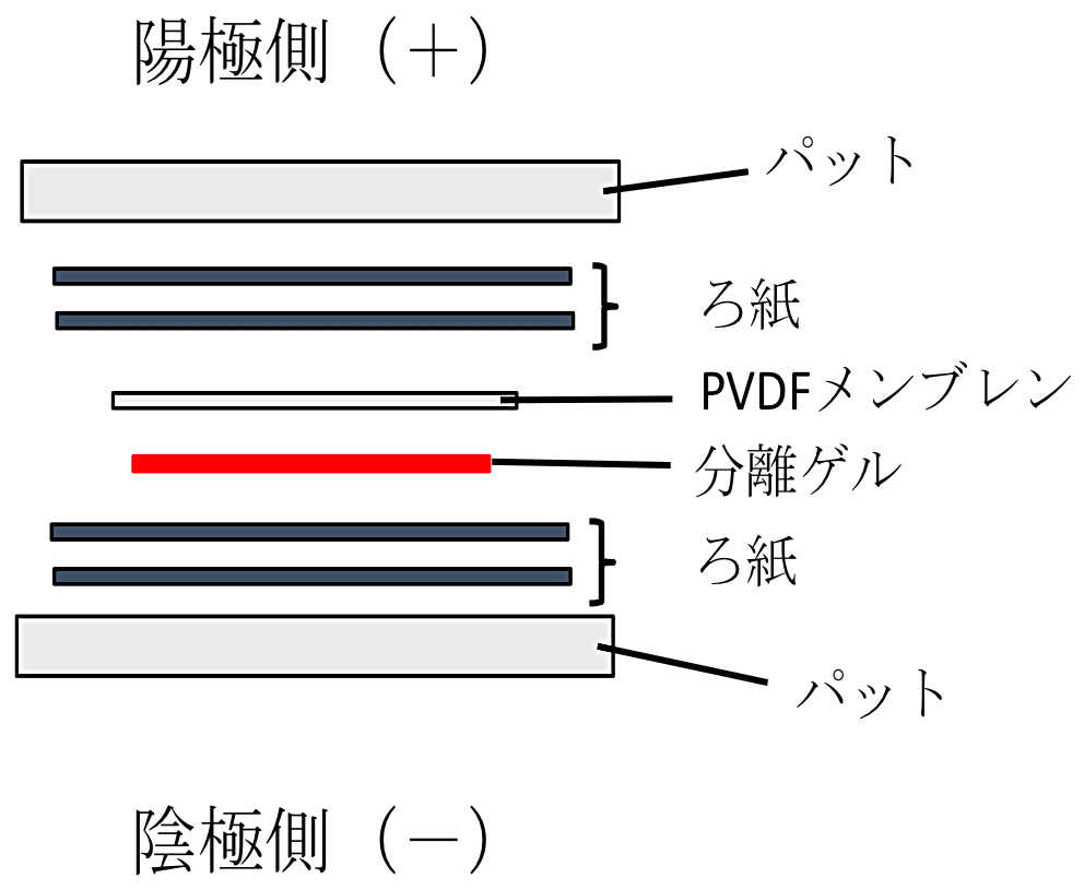 図1：ブロッティング。陰極側からパット、ろ紙2枚、分離ゲル、PVDF メンブレン、ろ紙2枚、パットの順に重ねる。