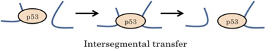 Intersegmental Transfer