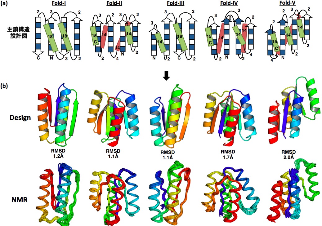 (a)ルールに従い決定された主鎖構造の設計図、(b)デザイン構造とNMR構造の比較。RMSD：Ca原子を用いて計算された平均2乗偏差。Koga, N. et al. (2012) Nature 491, 222-227より改変。