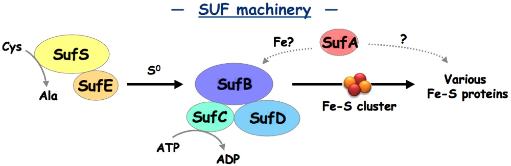 SUF machinery