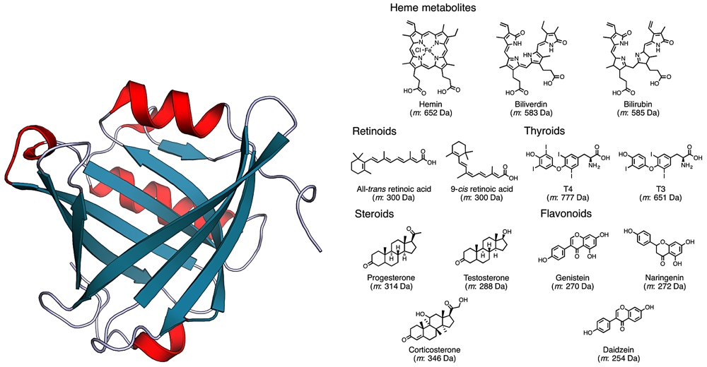 L-PGDSの立体構造（PDB ID: 3O2Y） L-PGDSと結合する脂溶性低分子の例